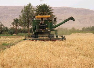 8.5% Rise Expected in Barley Output 