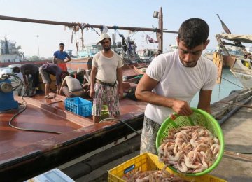 Bushehr Shrimp Production Exceeds 21K Tons