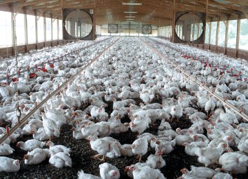 Poultry Farms on Brink of Closure