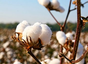 Iran to Increase Land Under Cotton Cultivation