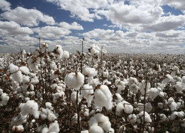 Iran Needs to Import 100K Tons of Cotton Annually