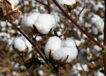 Iran Cotton Output Estimated to Reach 60,000 Tons 