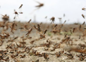 FAO Alert: Desert Locusts Threaten Iran Crops