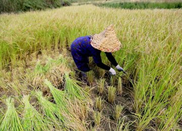 FAO Surveys New Plant Breeding Approach in Iran