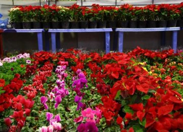Iran Flower, Ornamental Plant Exports at $25m 