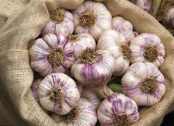 Garlic Exported to 10 Countries 