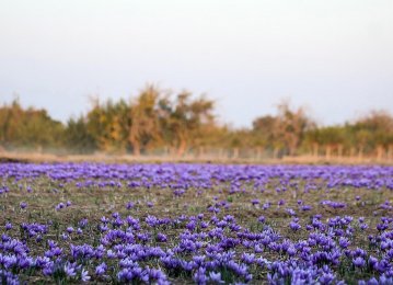 Saffron Farming in Northeast Iran Designated as GIAHS
