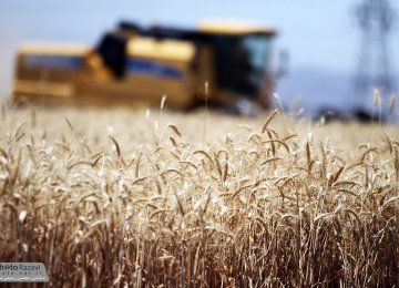 Subsidies for Import of Wheat, Medicines to Stay Until March