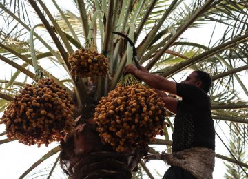 Kerman: Iran’s Biggest Date Producing Province 