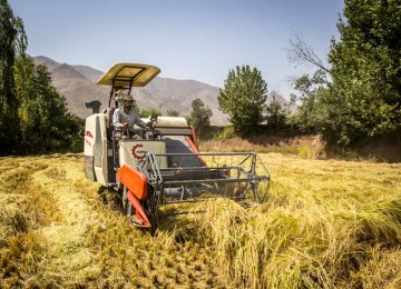 Rice Farming Banned in Khuzestan 