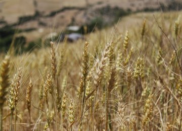 Gov't Halfway Through Guaranteed Wheat Purchase