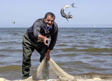Bony Fish Output in Mazandaran Increases