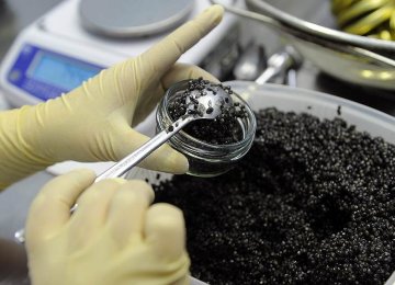 Mazandaran Caviar Exports Rise Threefold 