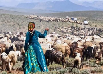 Nomads to Export 500,000 Head of Livestock
