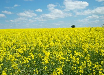 Oilseed Cultivation Expanded to Achieve 70% Self-Sufficiency 