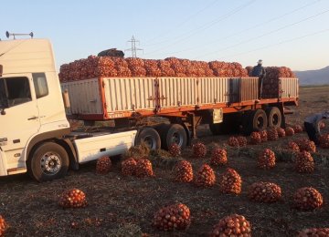 Onion Export Duty Doubled 