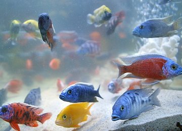 Ornamental Fish Imported From Four Countries
