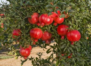 Pomegranate Exports Double