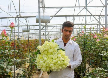 Roses Sold to  37 Countries 