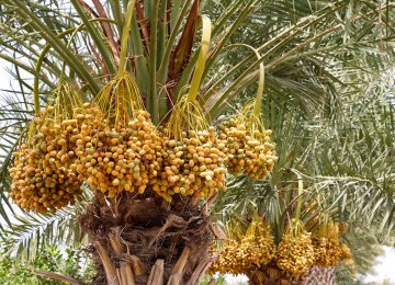 $4m Allocated for Revival of  Palm Trees in Shadegan