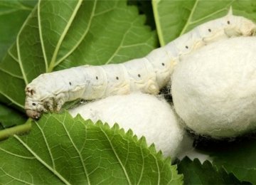 Silk Cocoon Yield Increases 15 Percent