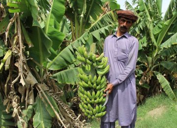 Sistan-Baluchestan Banana Output Expected to Reach 150K Tons 