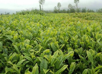 Iran Tea Exports at 12.6k Tons Since March 