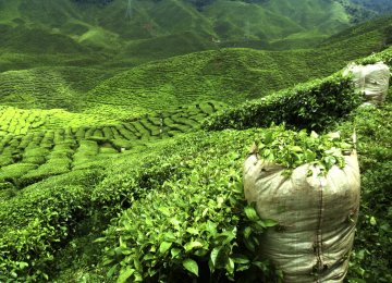 Tea Exported to 12 Countries 