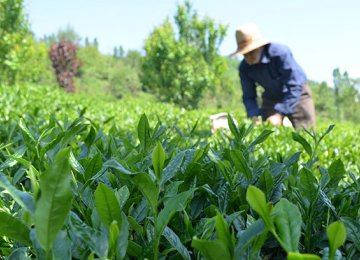 Factories Buy 9,700 Tons of Fresh Tea Leaves 