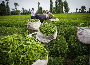 Gov’t Buys 4% More Fresh Tea Leaves 