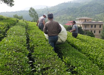 H1 Tea Production Exceeds 25K Tons  