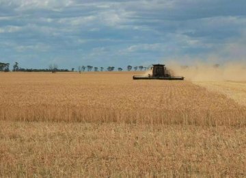 Land Under Wheat Cultivation Down 1.5% 