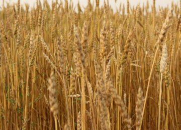 Gov’t Announces Wheat Purchase Plan