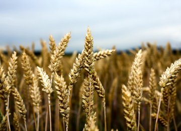 Government Buying Wheat to Build Up Strategic Reserve