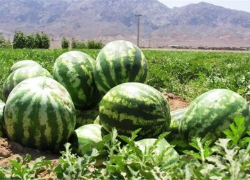 Watermelon Supplied to Market Ahead of Yalda Night