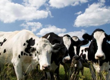  Livestock Zoonotic Infections Down 38 Percent 