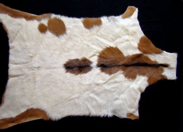 90% of Iranian Animal Hide Exported in Raw Form