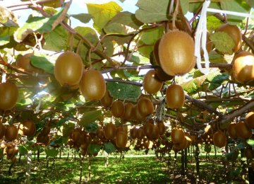 Mazandaran Exports 100K Tons of Kiwis Since March