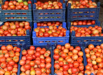 Duties to Be Imposed on Tomato Exports as of Dec. 22