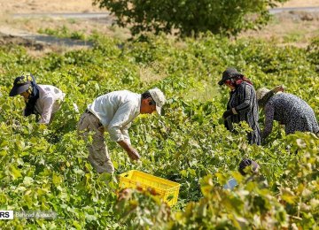Iran’s Agro Waste Reaches 30%