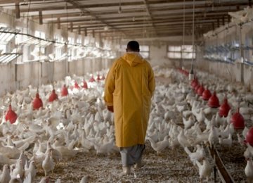 Industrial Chicken Farms Inflation at -7%