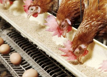 Poultry Producers Beset by Feed Scarcity 