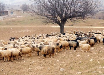 Officials Discuss Prospects of Livestock Exports