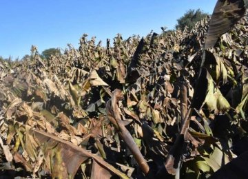 Cold Spell Inflicts Losses Worth Millions of Dollars on Agro Sector