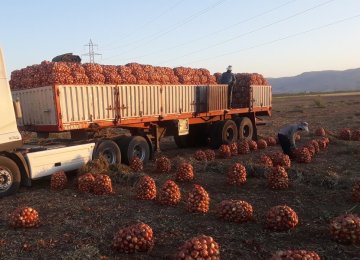 Onion Exports Cross 240K Tons Worth $34 Million