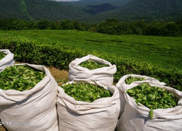 Tea Exports Reach Over $40 Million in 11 Months