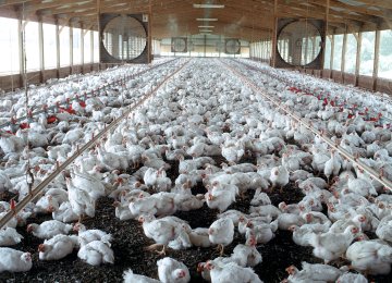 1.2 Million Tons of Annual Idle Capacity in Poultry Industry
