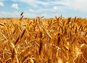 Gov’t to Import 3m Tons of Wheat to Refill Strategic Reserves 