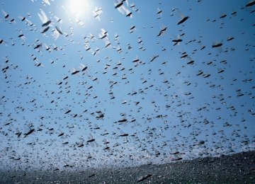 Swarms of Desert Locust Spotted in Southern Iran