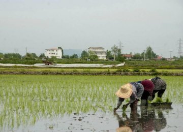 No Seasonal Ban on Rice Imports 